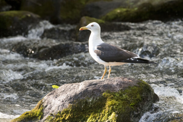 selkälokki rantakivellä