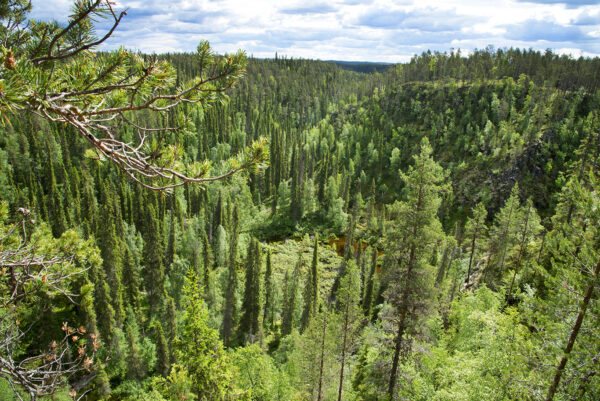 Taigametsämaisema