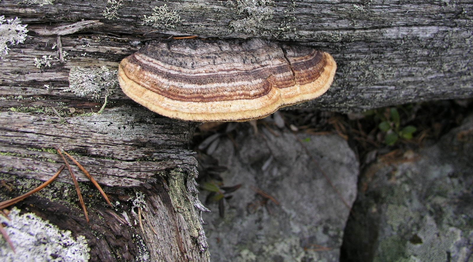 kääpä